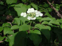 Hobblebush (Viburnum lantanoides or Viburnum alnifilium) - 16