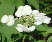 Hobblebush (Viburnum lantanoides or Viburnum alnifilium) - 16a