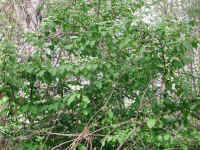 Hobblebush (Viburnum lantanoides or Viburnum alnifilium) - 17