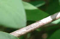 Tartarian Honeysuckle (Lonicera tatarica) - 12a