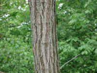 Black Locust (Robinia pseudoacacia L.) - 06