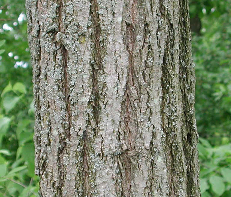 Black Locust (Robinia pseudoacacia L.) - 06a