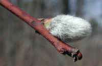 Pussy Willow (Salix discolor) - 02