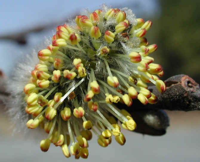 Pussy Willow (Salix discolor) - 05