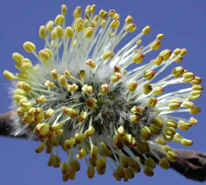 Pussy Willow (Salix discolor) - 06