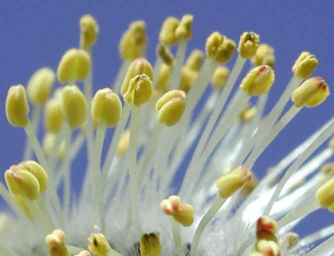 Pussy Willow (Salix discolor) - 06a