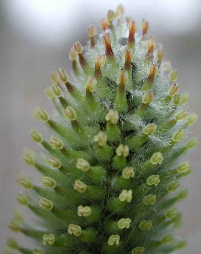 Pussy Willow (Salix discolor) - 08
