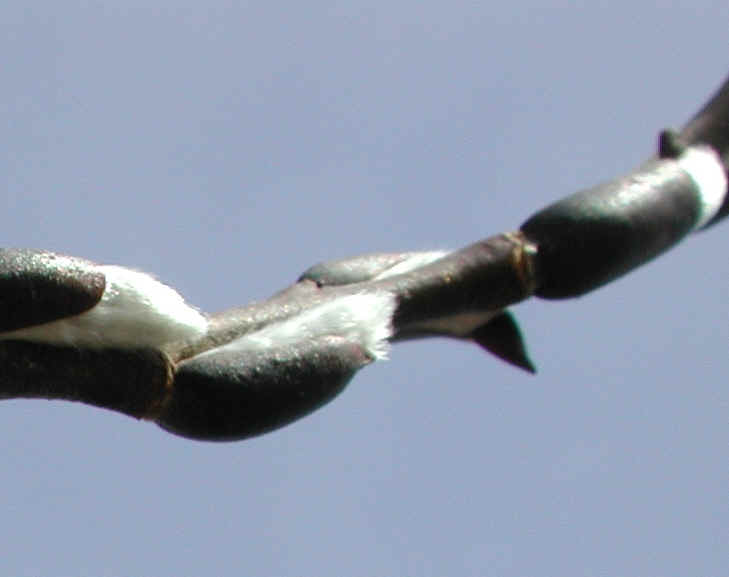 Pussy Willow (Salix discolor) - 14a