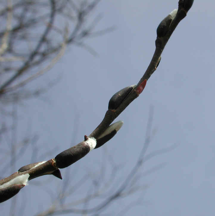 Pussy Willow (Salix discolor) - 15