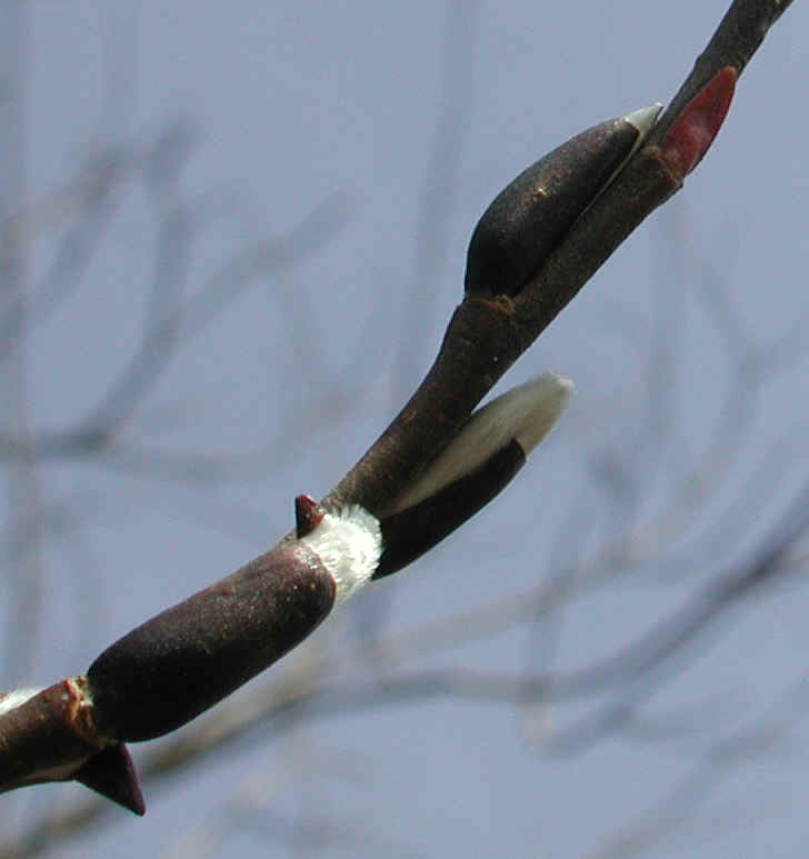 Pussy Willow (Salix discolor) - 16