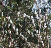 Pussy Willow (Salix discolor) - 17
