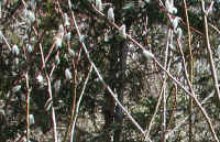 Pussy Willow (Salix discolor) - 18