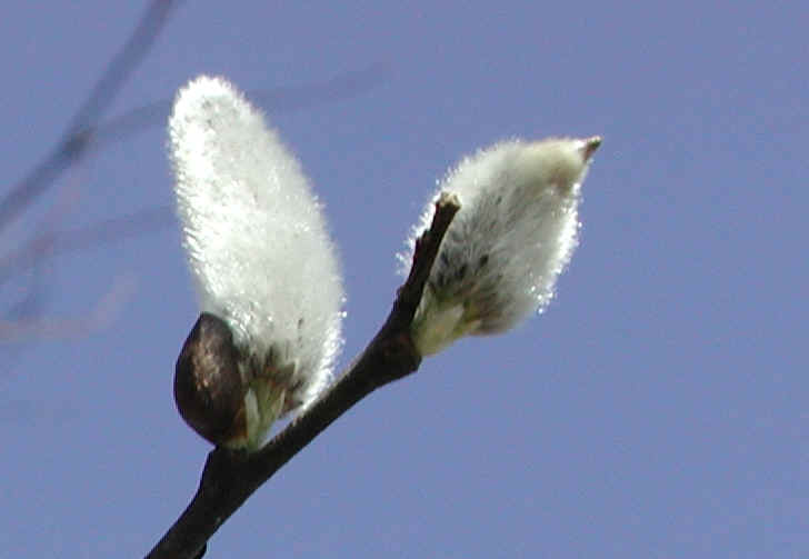 Pussy Willow (Salix discolor) - 19a