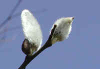 Pussy Willow (Salix discolor) - 19a