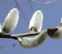 Pussy Willow (Salix discolor) - 19b