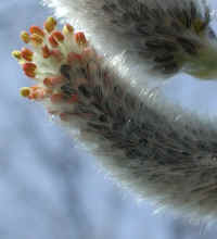 Pussy Willow (Salix discolor) - 22a