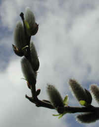 Pussy Willow (Salix discolor) - 24