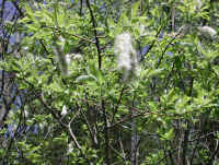 Pussy Willow (Salix discolor) - 25
