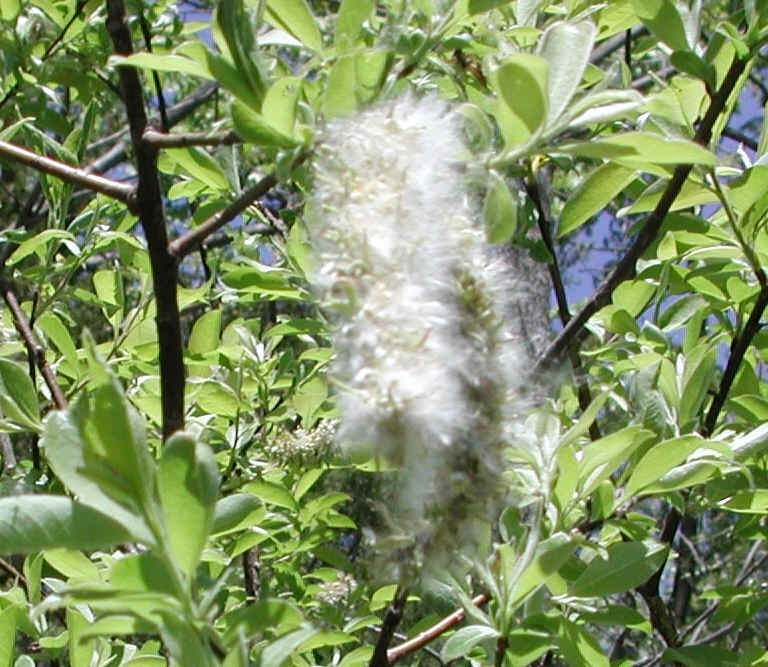 Pussy Willow (Salix discolor) - 25a