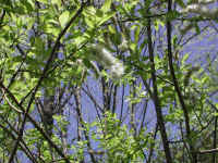 Pussy Willow (Salix discolor) - 26