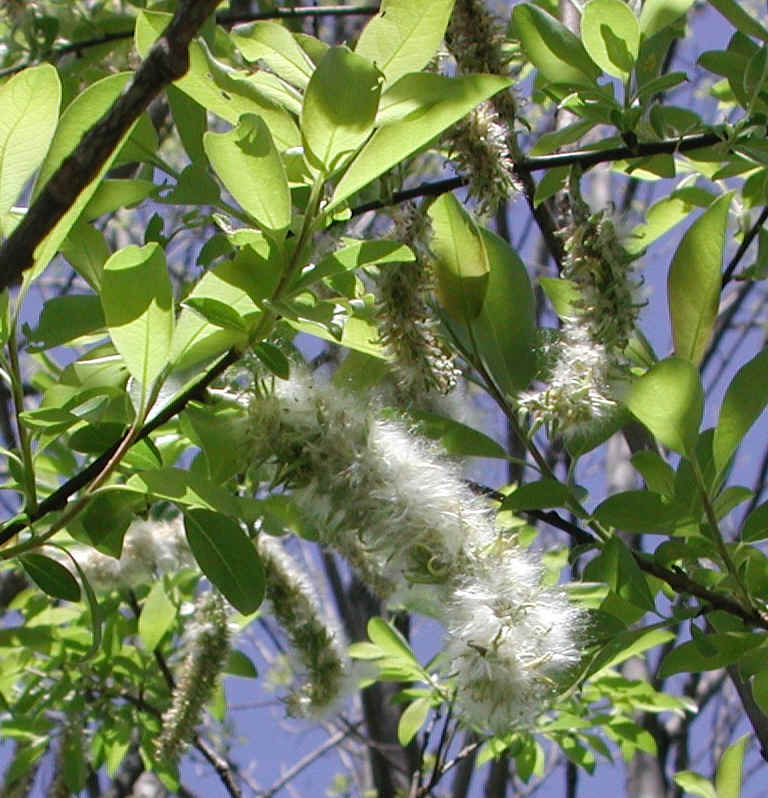 Pussy Willow (Salix discolor) - 26a
