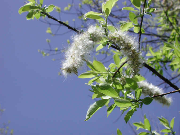 Pussy Willow (Salix discolor) - 27