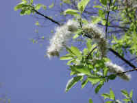 Pussy Willow (Salix discolor) - 27