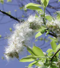 Pussy Willow (Salix discolor) - 27a