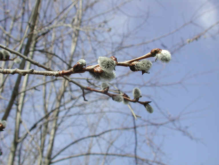 Pussy Willow (Salix discolor) - 28