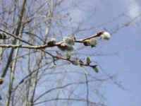 Pussy Willow (Salix discolor) - 28