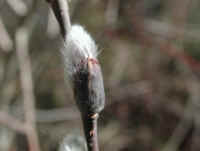 Pussy Willow (Salix discolor) - 29