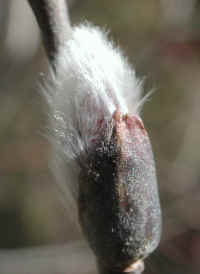 Pussy Willow (Salix discolor) - 29a