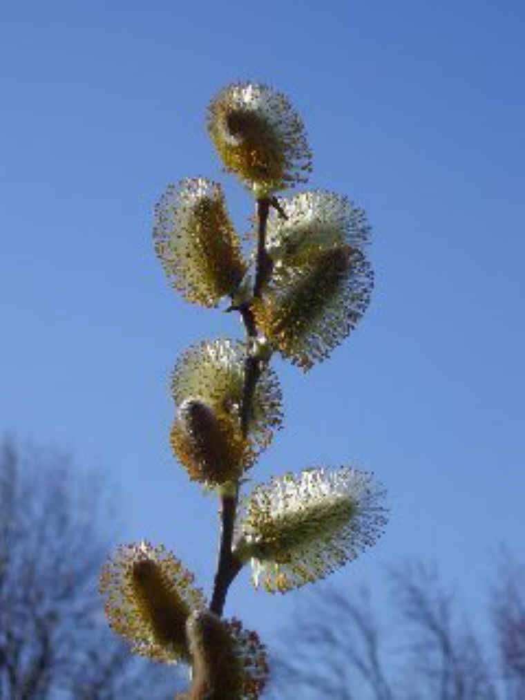 Pussy Willow (Salix discolor) - 30