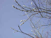 Pussy Willow (Salix discolor) - 31