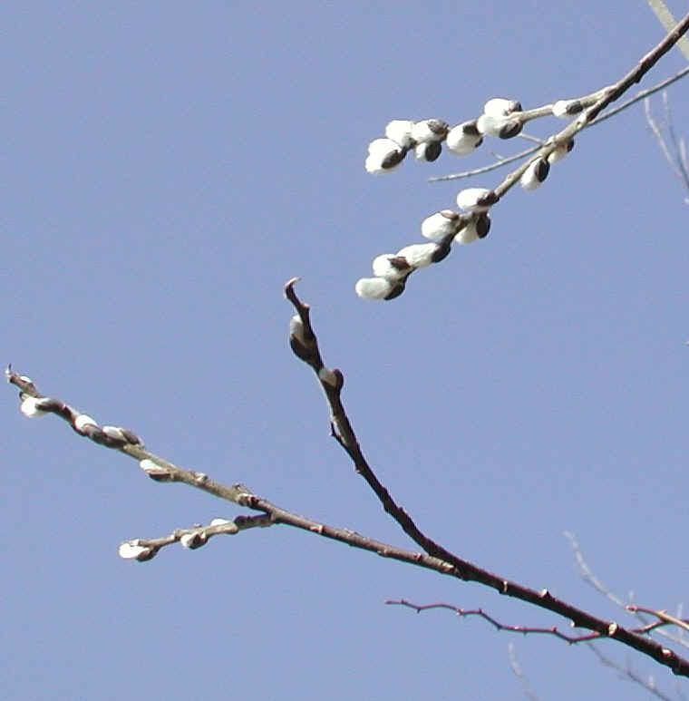 Pussy Willow (Salix discolor) - 31a