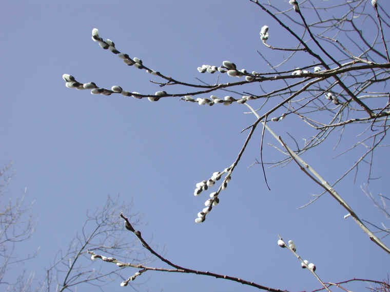 Pussy Willow (Salix discolor) - 34