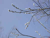Pussy Willow (Salix discolor) - 34