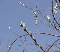 Pussy Willow (Salix discolor) - 35a