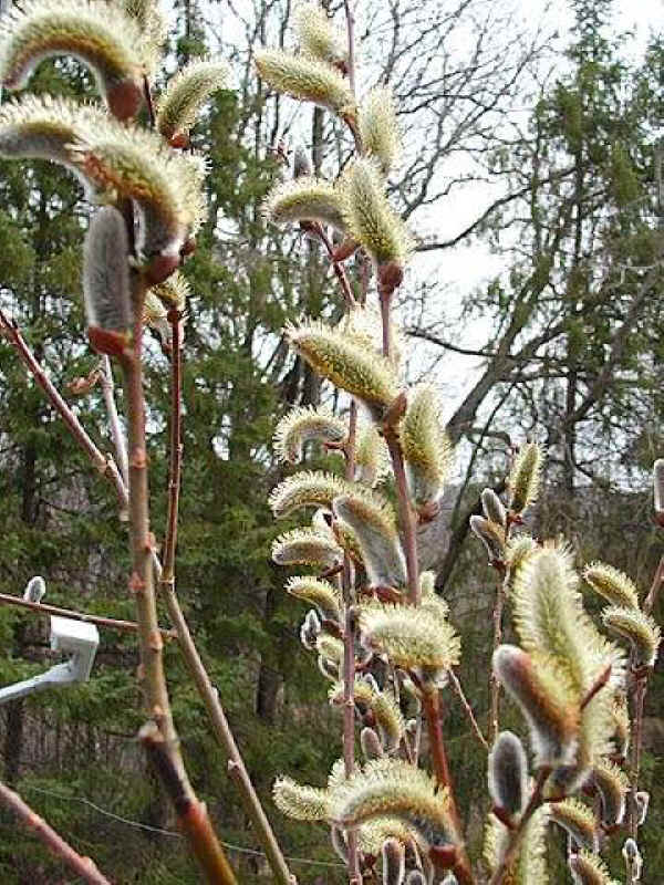 Pussy Willow - 39