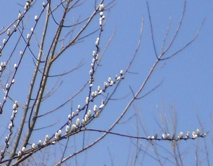 Pussy Willow (Salix discolor) - 42