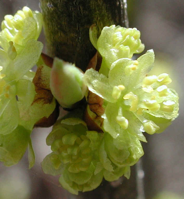 Spice Bush or Spicebush (Lindera benzoin) - 02a
