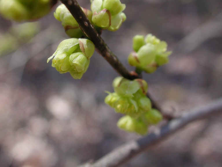 Spice Bush or Spicebush (Lindera benzoin) - 05