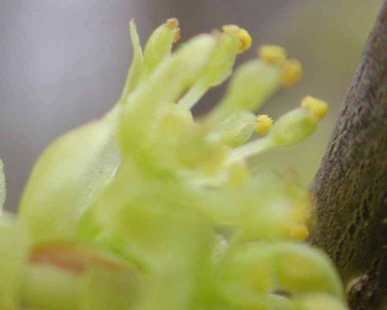 Spice Bush or Spicebush (Lindera benzoin) - 08a