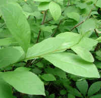 Spice Bush (Lindera benzoin) - 10a
