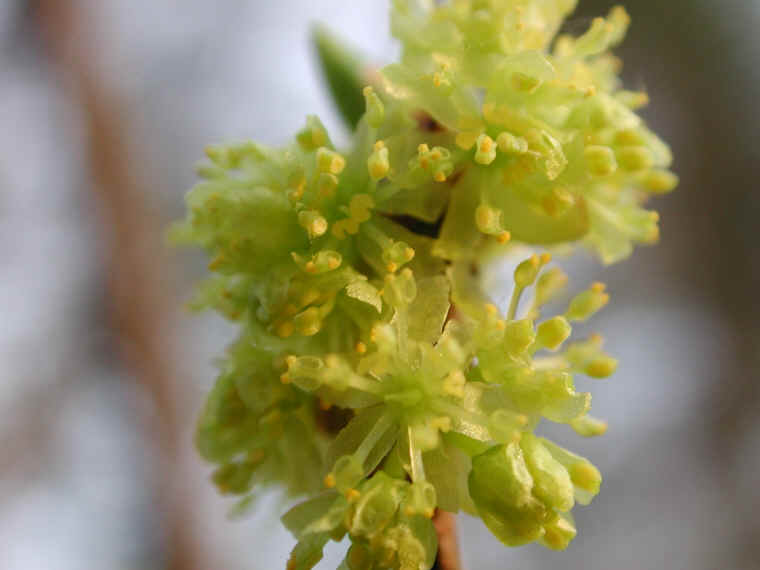 Spice Bush or Spicebush (Lindera benzoin) - 20