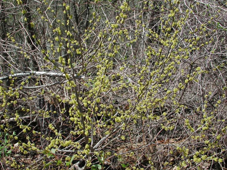 Spice Bush or Spicebush (Lindera benzoin) - 23