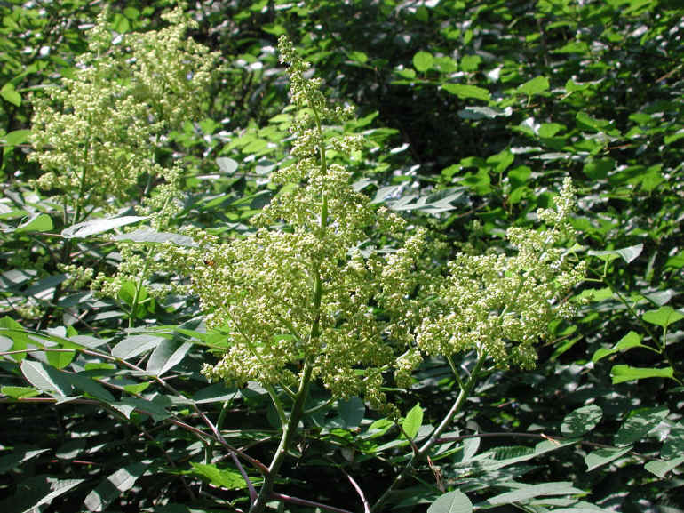 Sumac (Rhus glabra) - 01