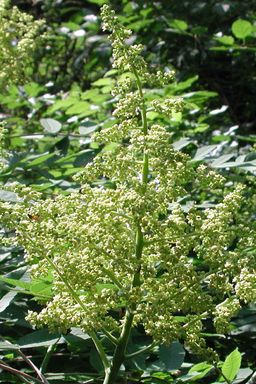 Sumac (Rhus glabra) - 01a