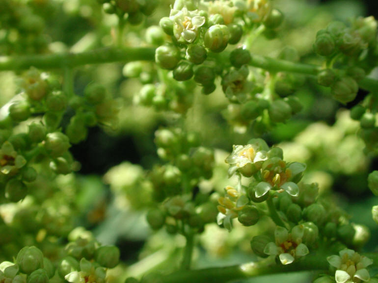 Sumac (Rhus glabra) - 03