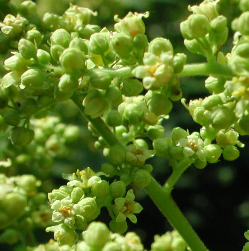 Sumac (Rhus glabra) - 04